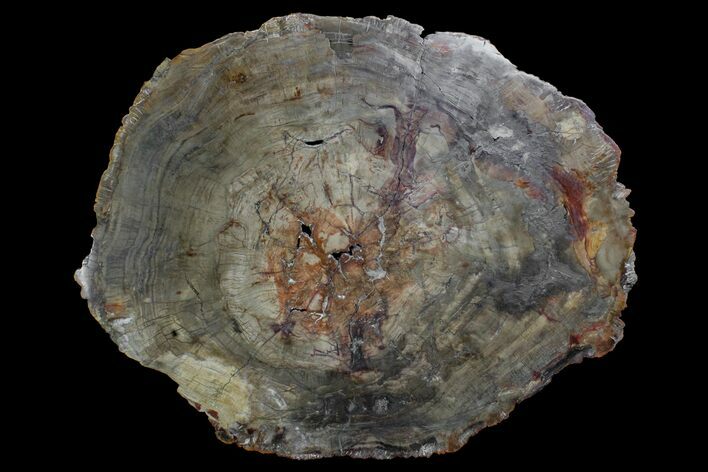Bargain, 20.5" Petrified Wood (Araucaria) Round - Madagascar 